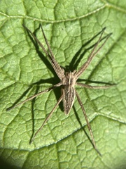 Pisaura mirabilis