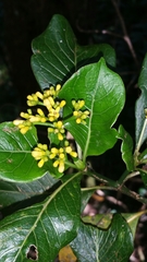 Psychotria parkeri