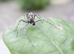 Oxyopes ramosus