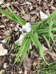 Tradescantia ozarkana