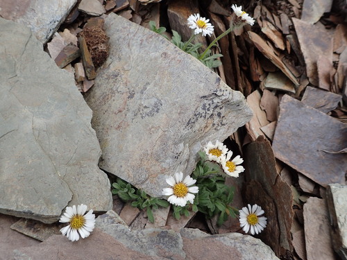 Denali fleabane (Erigeron denalii)