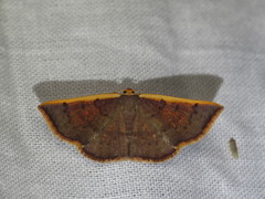 Picromorpha pyrrhopa