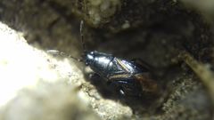Aoploscelis bivirgatus