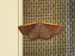 Picromorpha pyrrhopa