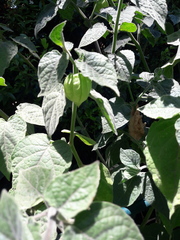 Physalis peruviana