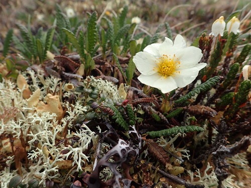 Image of Alaska Mountain-Avens (Dryas alaskensis) by no rights reserved