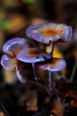 Cortinarius magellanicus