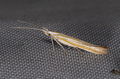 Coleophora vulnerariae