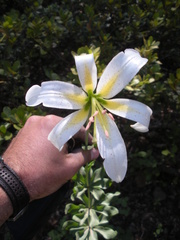 Lilium washingtonianum
