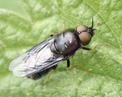 Odontomyia tigrina