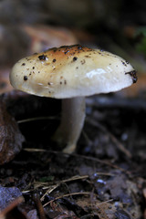 Cortinarius austroturmalis