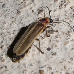 Photinus signaticollis