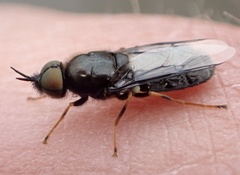 Odontomyia tigrina