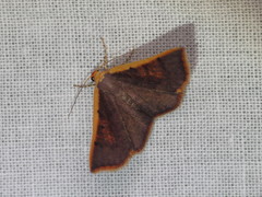 Picromorpha pyrrhopa