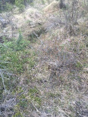 Primula mistassinica