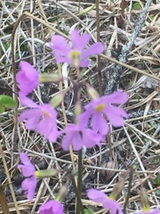 Primula mistassinica