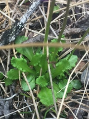 Primula mistassinica