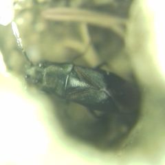Aoploscelis bivirgatus