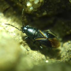 Aoploscelis bivirgatus