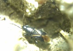 Aoploscelis bivirgatus