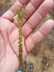 Aspalathus rycroftii