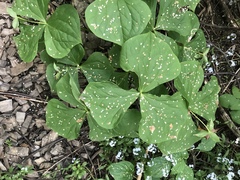 Trillium erectum