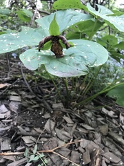 Trillium erectum