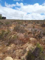 Aspalathus rycroftii