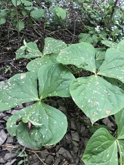 Trillium erectum