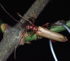 Centrodera decolorata