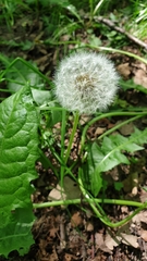 Taraxacum officinale