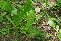 Taraxacum officinale