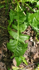 Taraxacum officinale