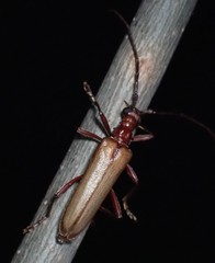 Centrodera decolorata
