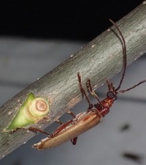 Centrodera decolorata