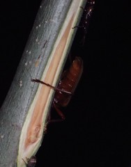 Centrodera decolorata