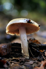 Cortinarius austroturmalis