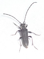 Trachysida mutabilis