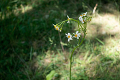 Senecio integerrimus ochroleucus