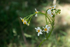 Senecio integerrimus ochroleucus