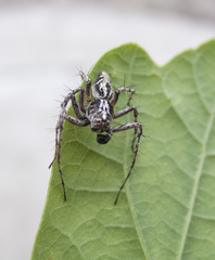 Oxyopes ramosus