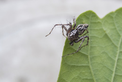 Oxyopes ramosus
