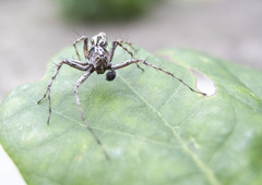 Oxyopes ramosus