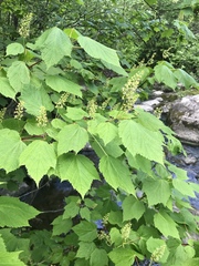 Acer spicatum