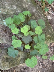 Heuchera missouriensis