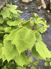 Acer spicatum