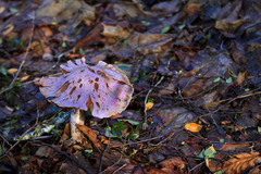 Cortinarius lebre