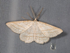 Perconia strigillaria