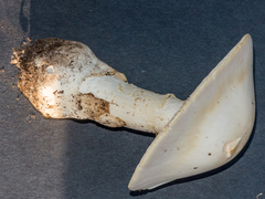 Amanita elliptosperma