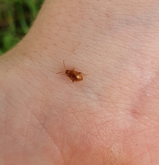 Sphaeroderma testaceum